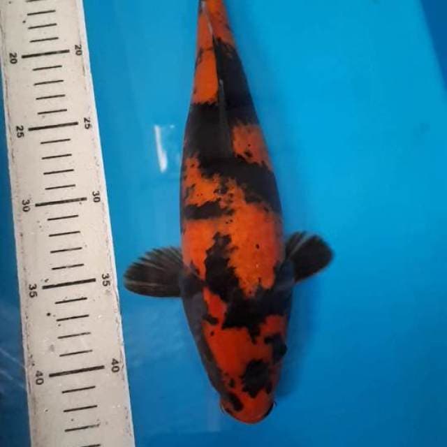 HI UTSURI 33 CM