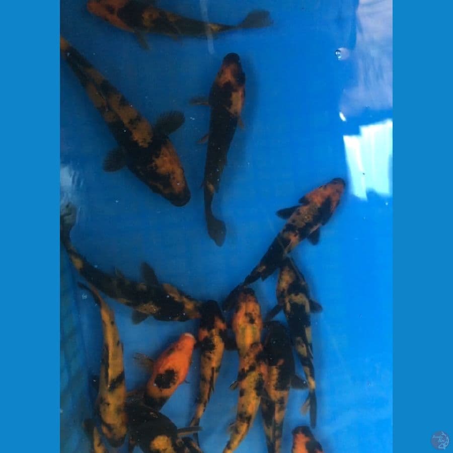 PAKET HIUT 20ekor