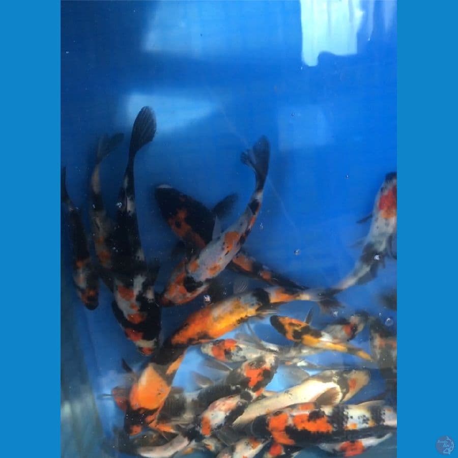 PAKET SHOWA 23 ekor