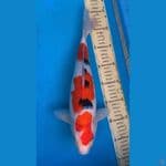 sanke 38cm halus
