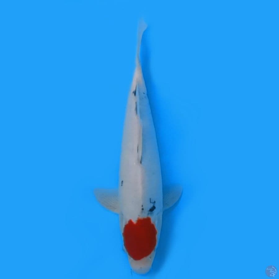 TANCHO SHOWA TATEGOI 30CM FEEMALE