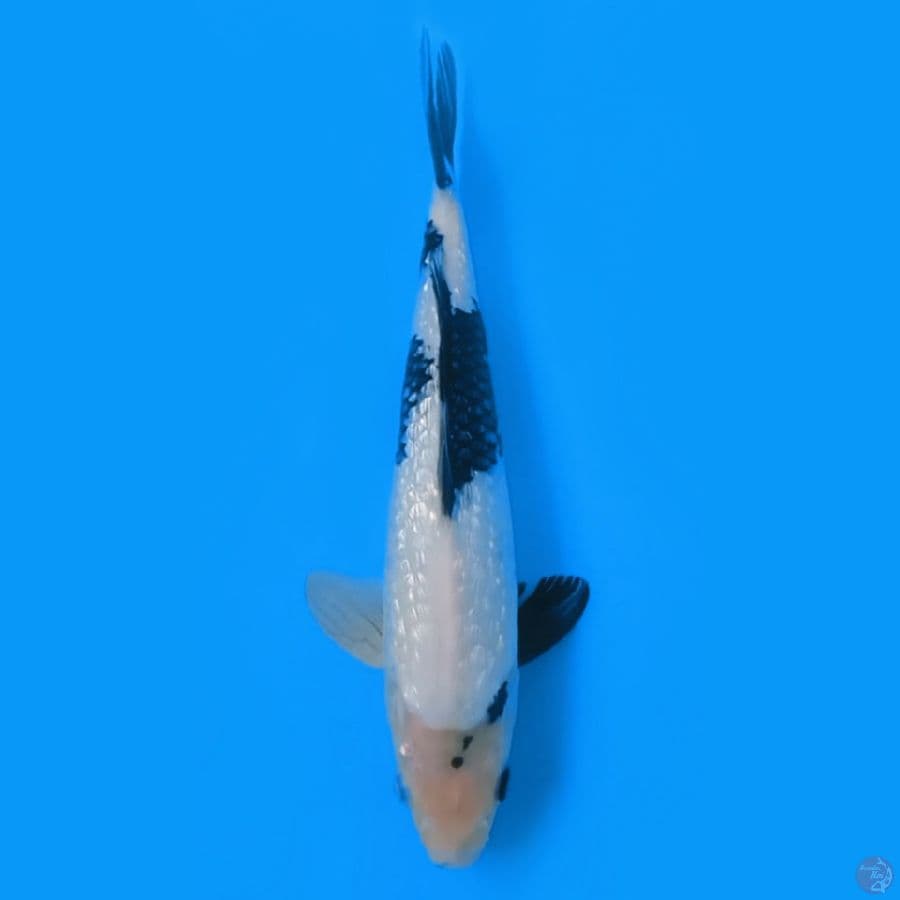 SHIRO GINRIN  31CM FEEMALE 