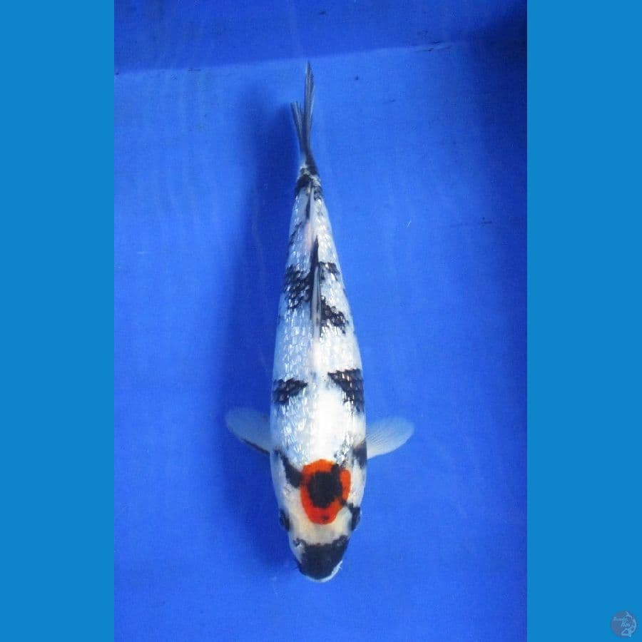 tancho ginrin ±25cm