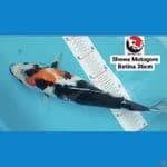 SHOWA MOTOGORO 36CM --- CANAYA KOI FARM