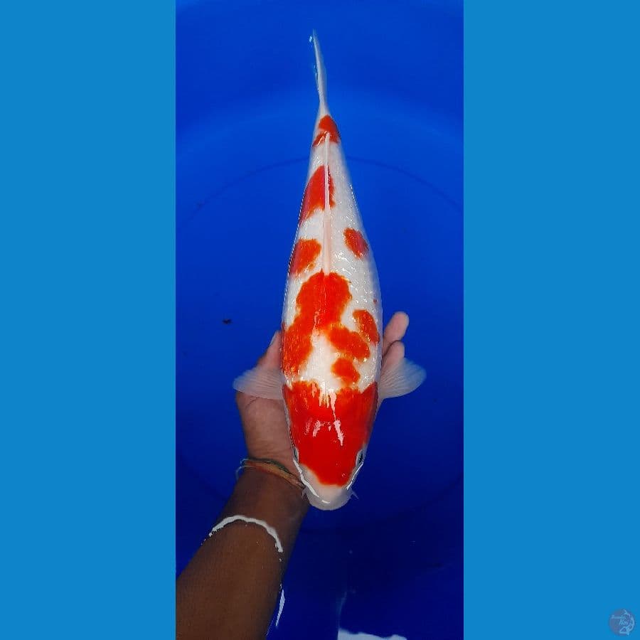 Kuhaku Ginrin 36cm