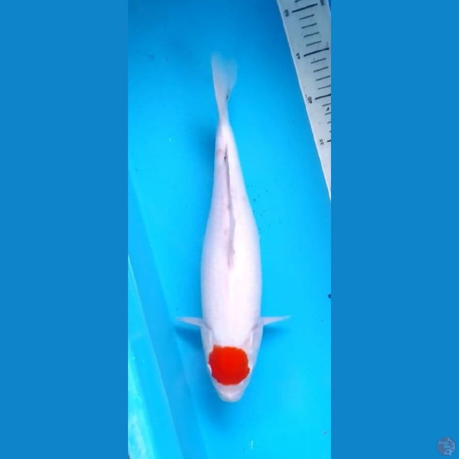 Tancho Kohaku Original 36cm (F)