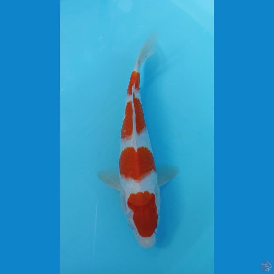 kohaku 25cm