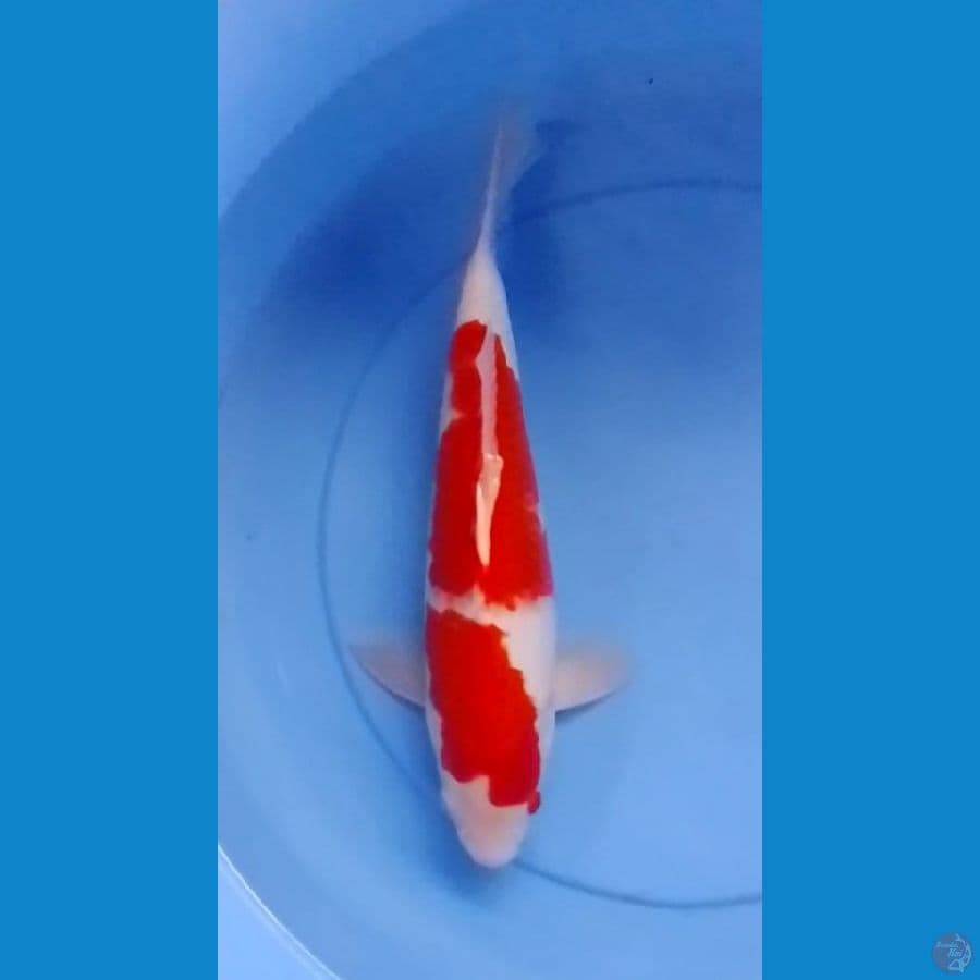 2step Kohaku 35cm (F)