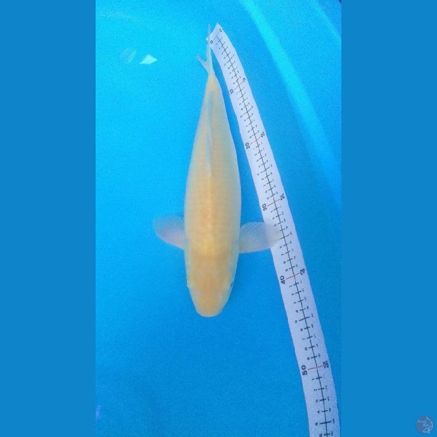 Karashi Jumbo 45cm Good Fukurin
