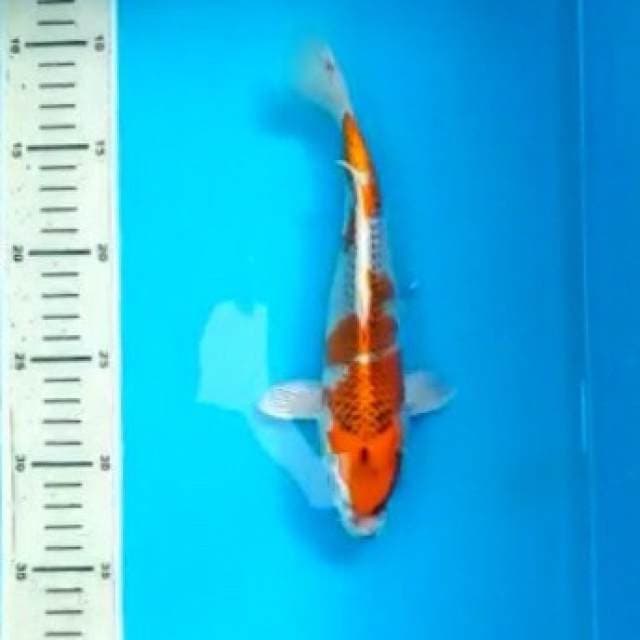 Kujaku 22 cm