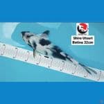 SHIRO UTSURI 32CM --- CANAYA KOI FARM