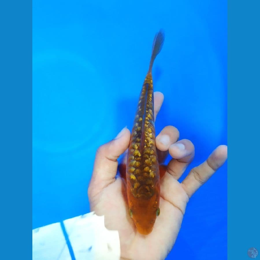 Caghoi aragoke ghindrin 20cm 