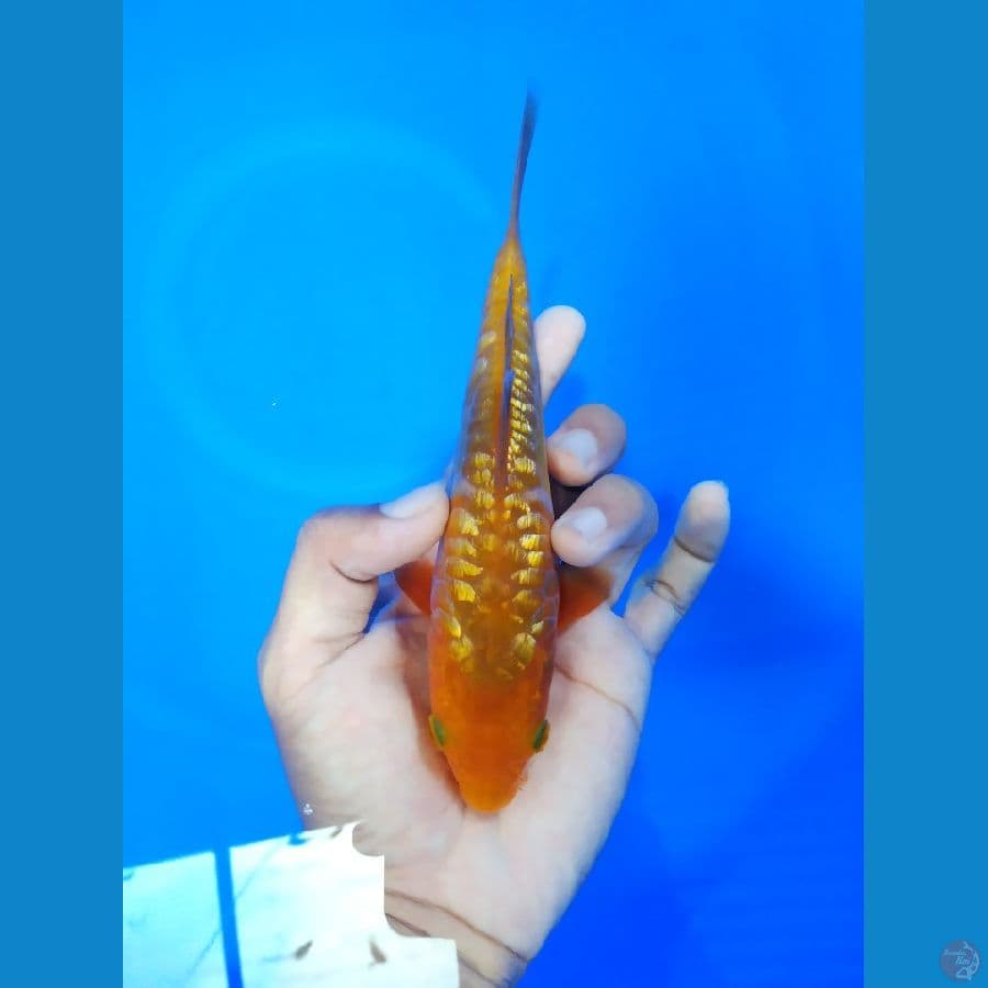 Karamel ghindrin 18cm