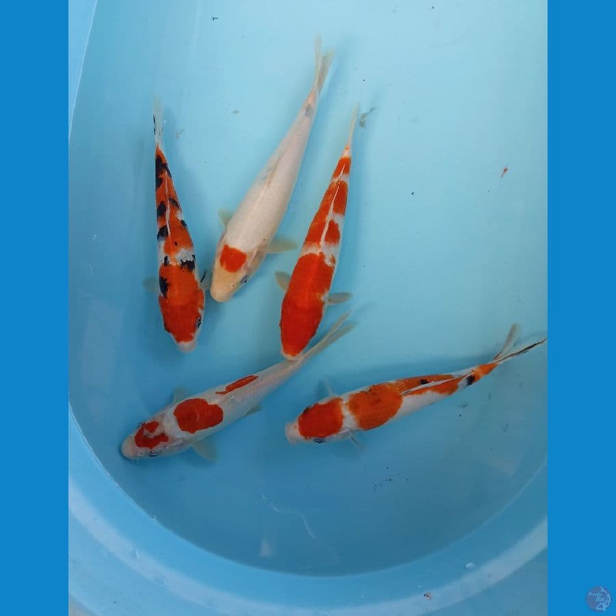 mix 23cm