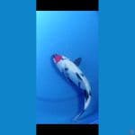 TANCHO SHOWA GINDRIN 31 CM