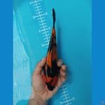hiutsuri 22 cm
