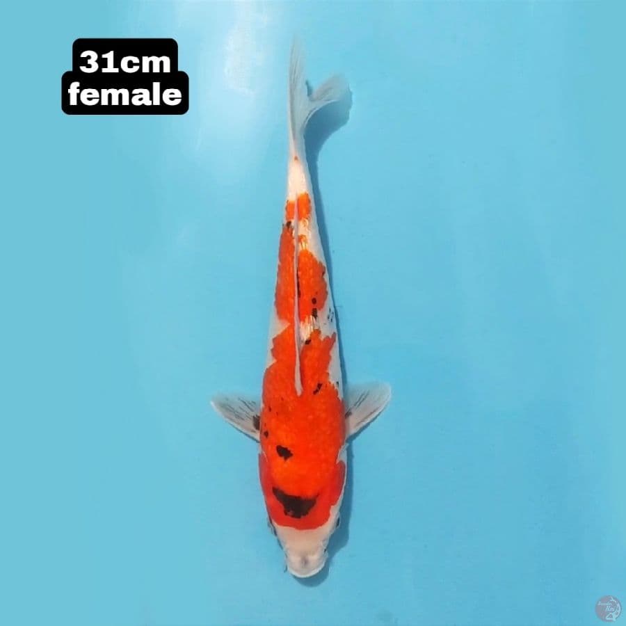 SHOWA GINRIN 31 CM FEMALE