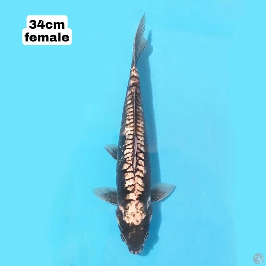 KUMONRYU 34 CM FEMALE