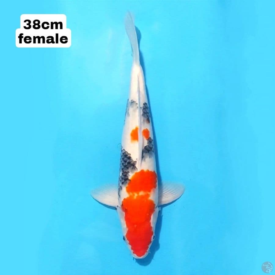 SHOWA 38CM FEMALE
