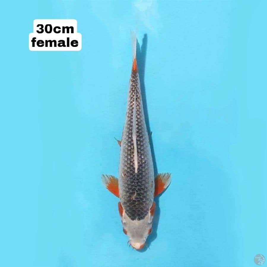 ASAGI 30CM FEMALE