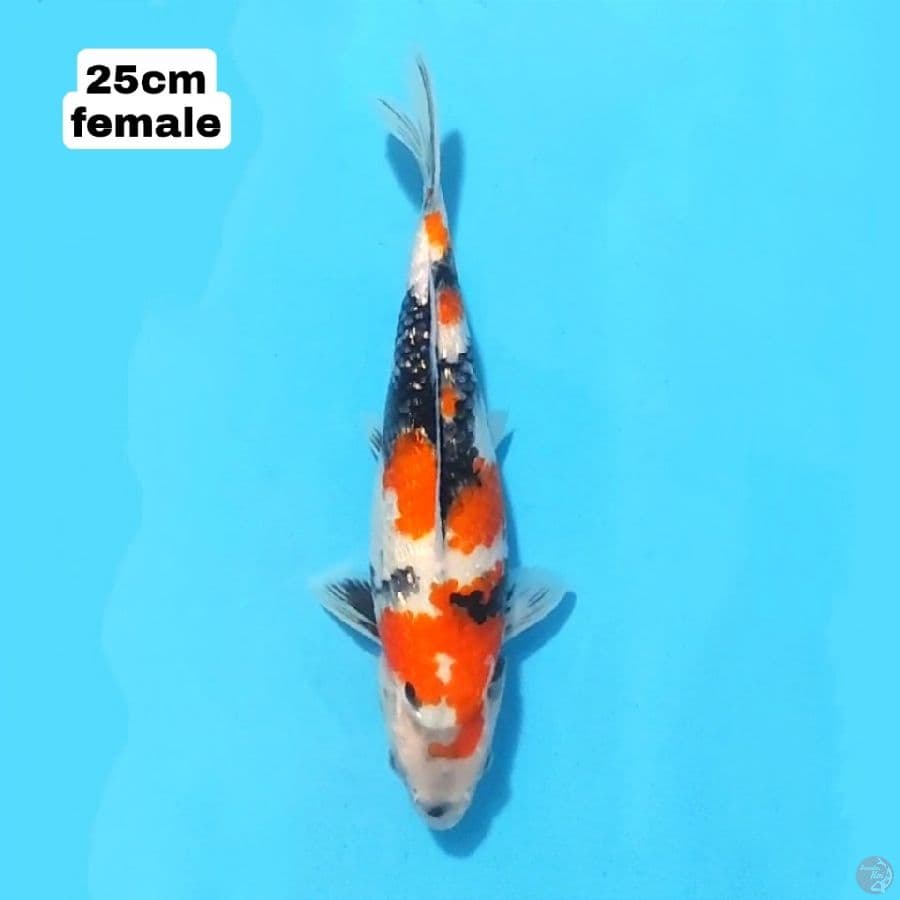 GINRIN SHOWA 25 CM FEMALE