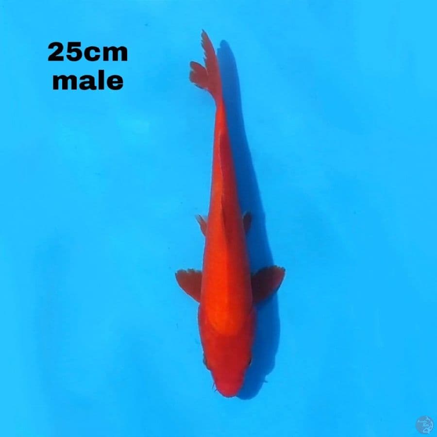 AKA HAJIRO 25CM MALE