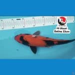 HI UTSURI BETINA 33CM --- CANAYA KOI FARM