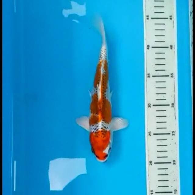 Kujaku 24 cm