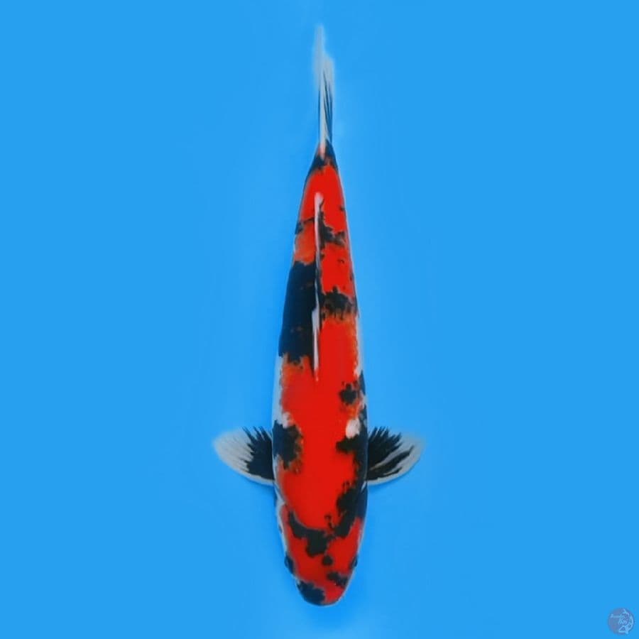 SHOWA BODY BADAK 35CM - MALE