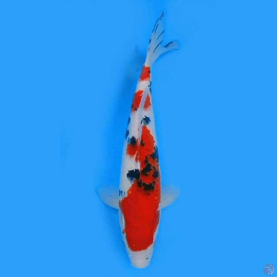 SANKE HQ 32CM - FEEMALE