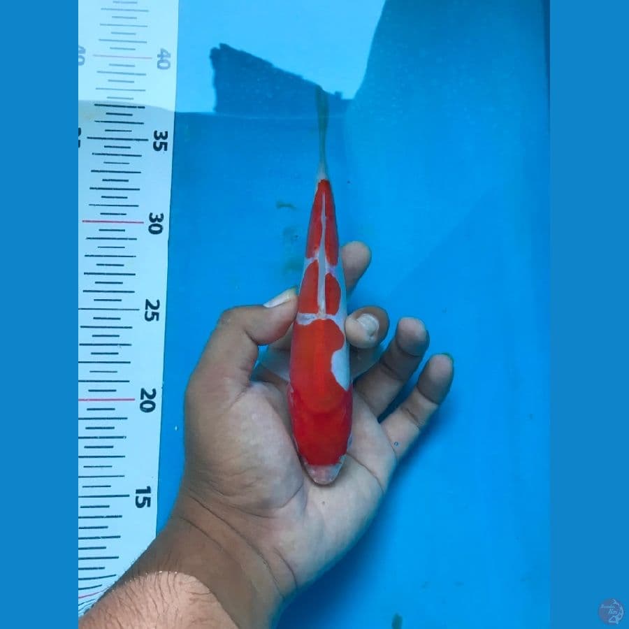 doit murni 19cm