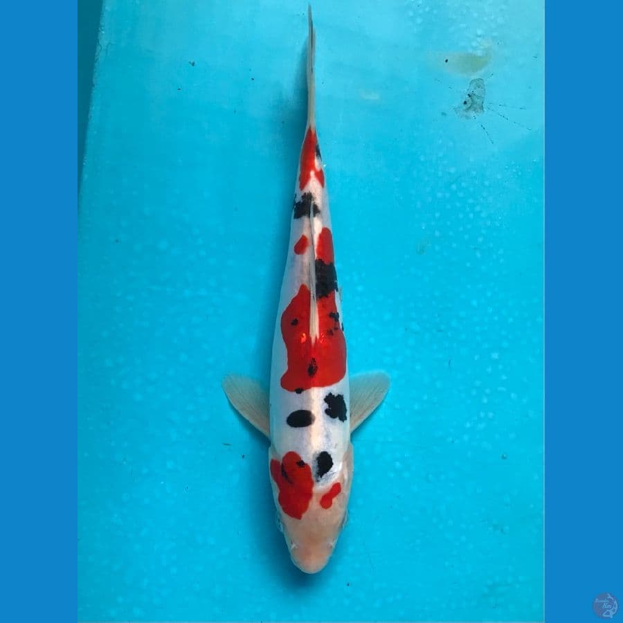 doitsu murni 23cm