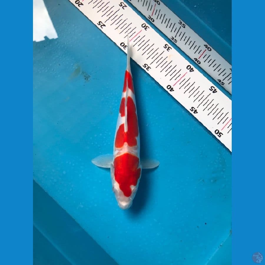 doitsu murni 25 cm