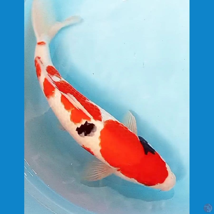 sanke mulus red strong 42 cm suspek ml