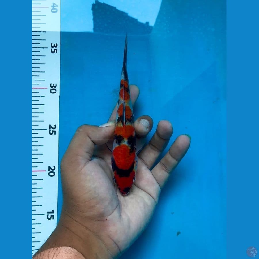 showa 17cm