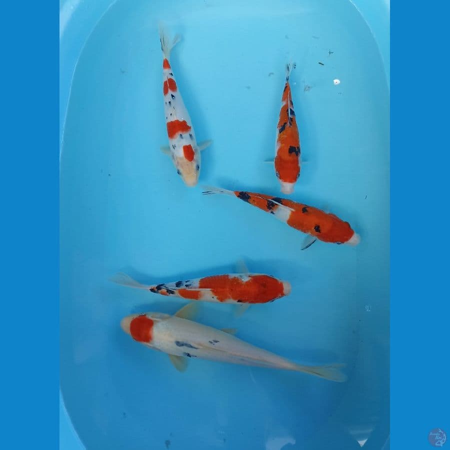 mix 22/28cm