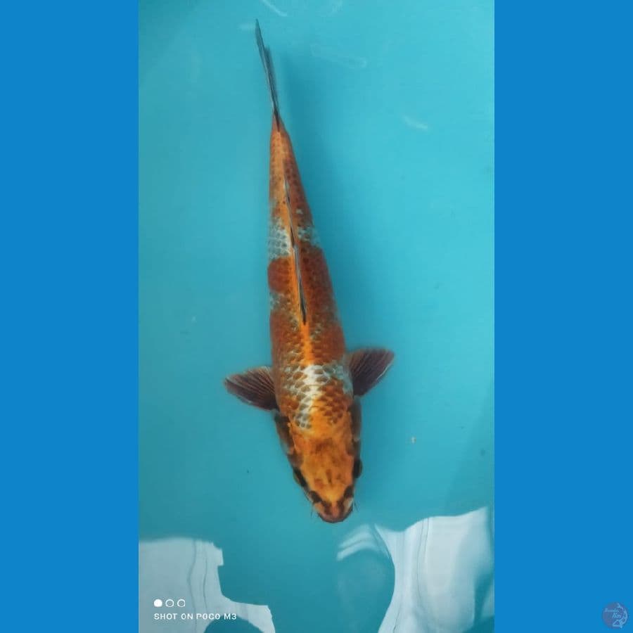 Kujaku 37cm