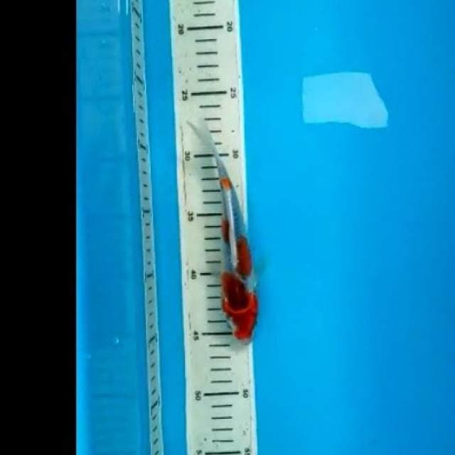 Goshiki 19 cm