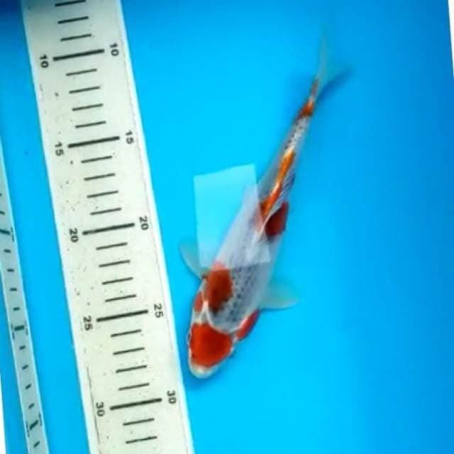 Maruten Goshiki 20 cm