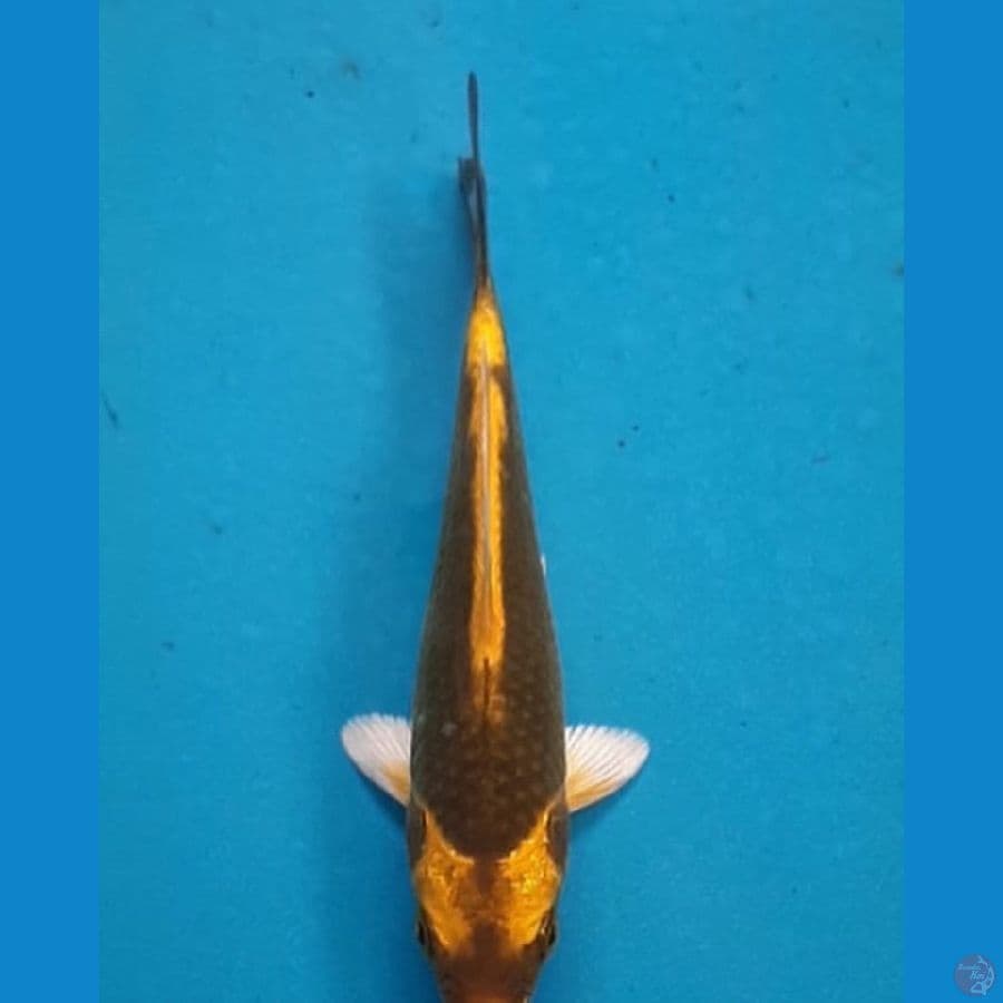 KABUTO SQ 12cm