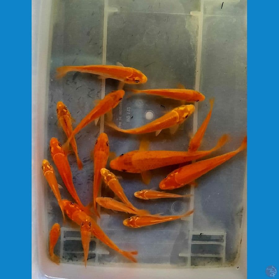 Mix Koi Mukasi | 7-23 cm 18 ekor | Uncheck
