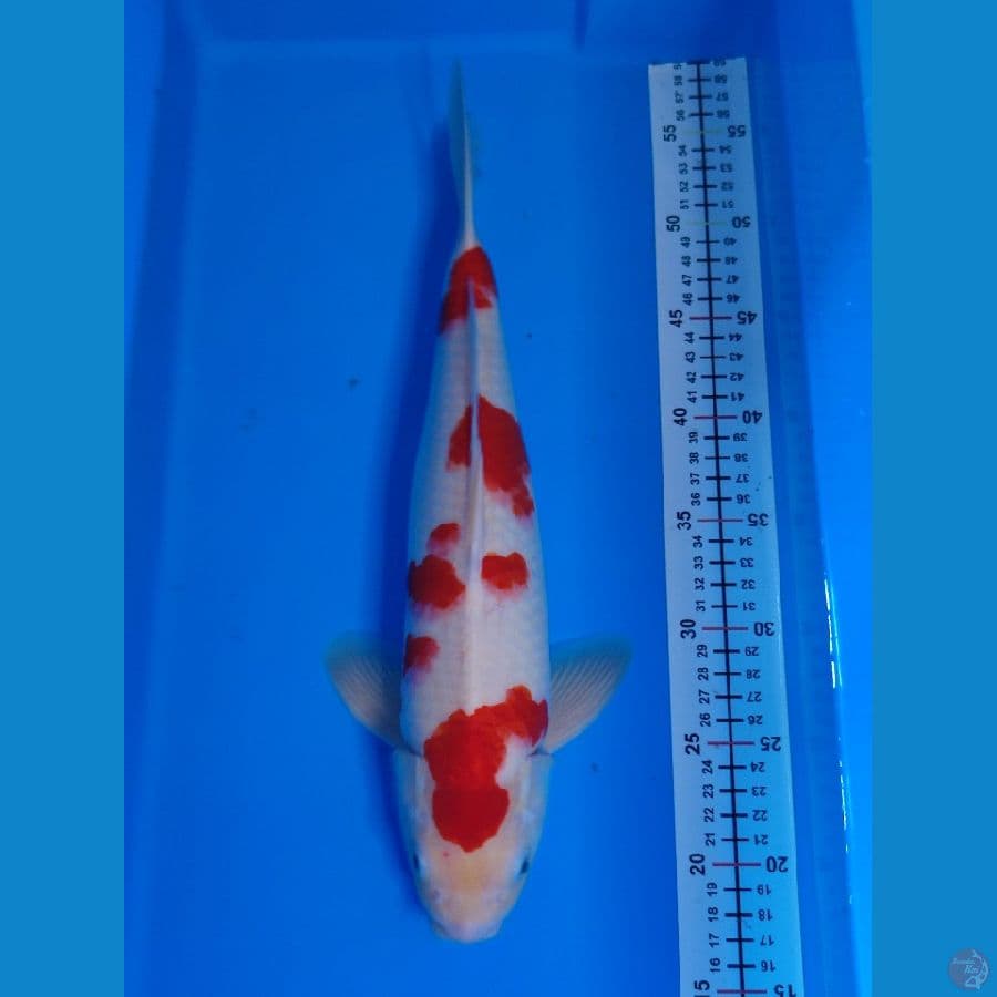 kohaku m 39