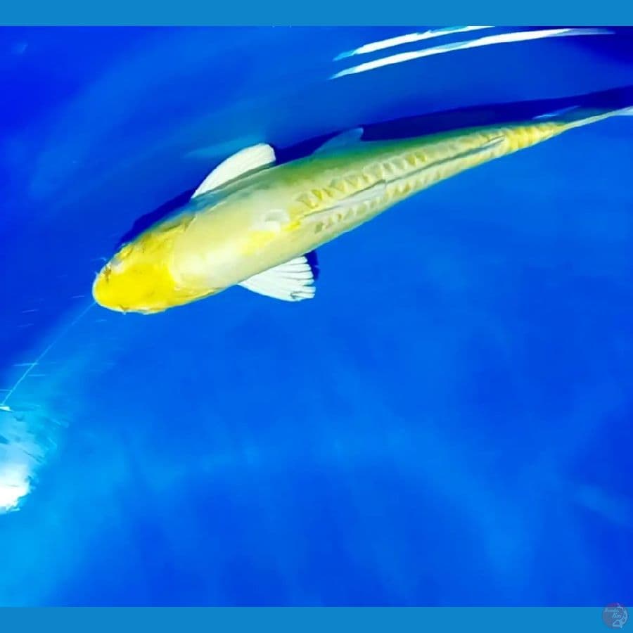 banana 27 cm 