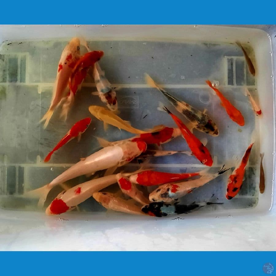 mix koi | 3-18 cm 22 ekor | uncheck