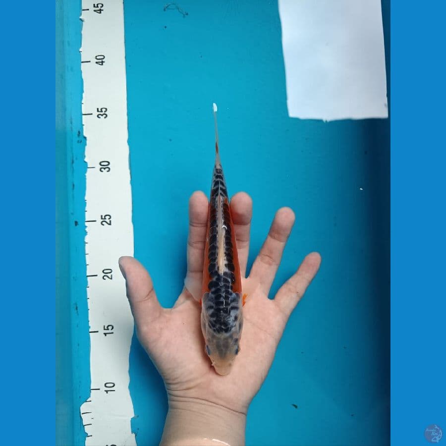 F1 SHUSUI DAMIRI 20 cm
