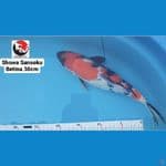SHOWA SANSOKU 30CM --- CANAYA KOI FARM