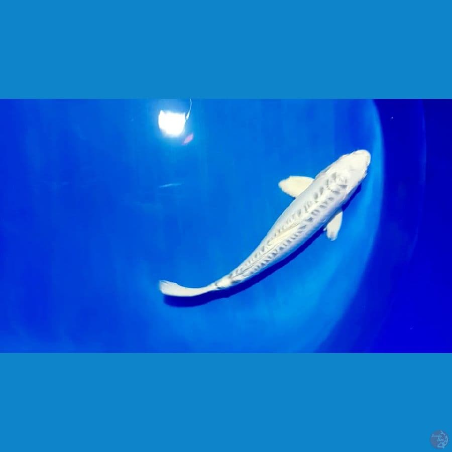 pelatitum aragoke 35 cm male 