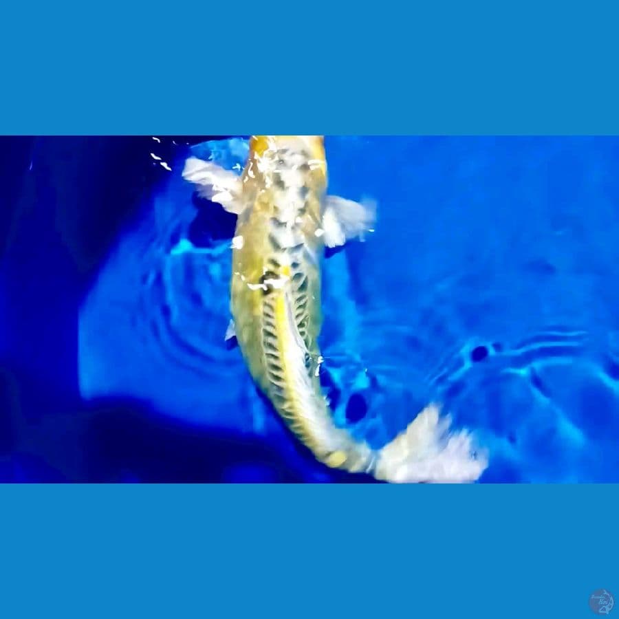 40 cm  famale
