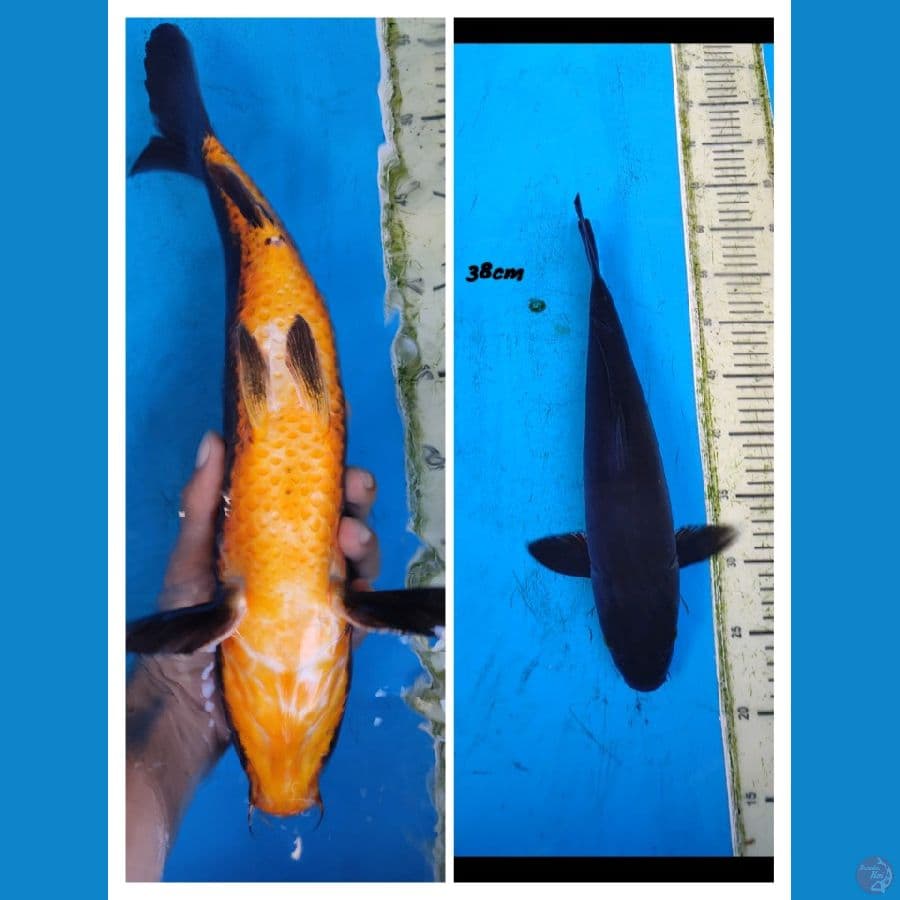 black mamba.... 38cm