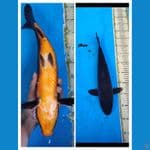 black mamba.... 38cm